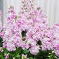 50 MIXED COLORS STOCK Matthiola Incana Ten-Week Gillyflower Blue White Pink Red Purple Seeds