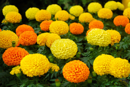 250 AFRICAN MARIGOLD CRACKERJACK Mixed Color Tagetes Erecta Flower Seeds