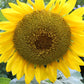 10 Early MAMMOTH RUSSIAN SUNFLOWER Helianthus Annuus Flower Seeds