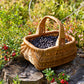 20 Common BILBERRY Fruit Shrub European Blueberry Vaccinium Myrtillus Seeds