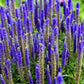 50 Mixed Colors VERONICA SIGHTSEEING MIXTURE (Spike Speedwell) Veronica Spicata Flower Seeds