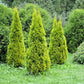 25 THUJA TREE Cedar Thuja Occidentalis Conifer Seeds