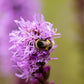 500 Purple BLAZING STAR Gayfeather LIATRIS Spicata Flower Seeds