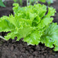 3000 Loose Leaf Green GRAND RAPIDS LETTUCE Lactuca Sativa Vegetable Seeds