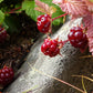 10 ARCTIC RASPBERRY Nagoonberry Rubus Arcticus Red Berry Fruit Bramble Seeds