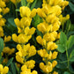 25 YELLOW WILD INDIGO Baptisia Tinctoria False Indigo Flower Seeds