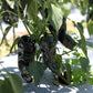 40 MULATO ISLENO PEPPER Brown Mildly Hot Ancho Poblano Capsicum Vegetable Seeds