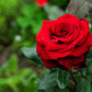 5 RED ROSE Rosa Bush Shrub Perennial Flower Seeds