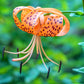 20 COLUMBIAN TIGER LILY Oregon Lily Lilium Columbianum syn. Canadense Parviflorum Orange Maroon Spotted Native Flower Seeds