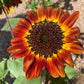100 AUTUMN BEAUTY SUNFLOWER Helianthus Annuus Flower Seeds