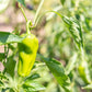 75 CUBANELLE PEPPER (Italian Sweets / Banana Pepper / Italian Frying Pepper) Capsicum Annuum Vegetable Seeds