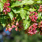 20 Tatarian FLAME MAPLE TREE Red Acer Tataricum Seeds