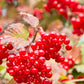 20 AMERICAN HIGHBUSH CRANBERRY Viburnum Trilobum Red Fruit White Flower Shrub Seeds