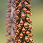 20 MILK CHOCOLATE FOXGLOVE Spanish Digitalis Parviflora Red Brown Flower Seeds