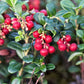 50 LINGONBERRY Mountain Cranberry Vaccinium Vitis-Idea Red Berry Edible Fruit Dwarf Evergreen Shrub Seeds