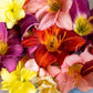 10 MIXED COLORS DAYLILY Hemerocallis Day Lily Fine Mix Red Purple Flower Seeds