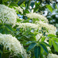 25 American ELDERBERRY FRUIT BUSH Shrub Tree Sambucus Nigra Canadensis Seeds