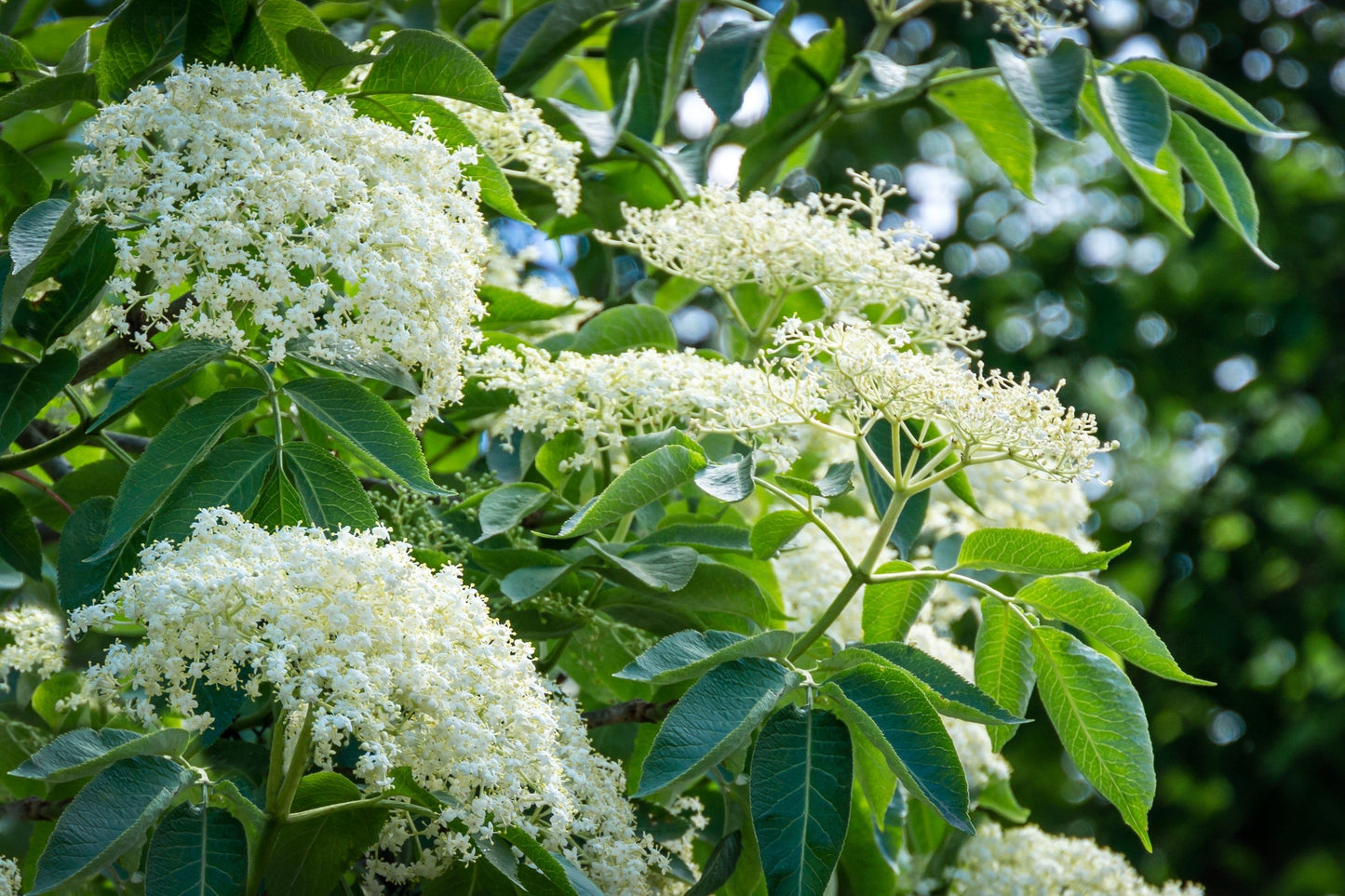 500 BULK American ELDERBERRY Fruit Bush Shrub Tree Sambucus Nigra Canadensis Seeds