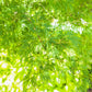 10 Upright GREEN LACELEAF MAPLE Japanese Seiryu Acer Palmatum Dissectum Viridis Tree Seeds