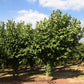 5 AMERICAN HAZELNUT TREE aka Filbert Corylus Americana Fruit Nut Seeds