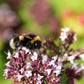 2000 SWEET MARJORAM Origanum Majorana Herb Flower Seeds