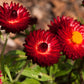 100 Red FIRE BALL STRAWFLOWER Xerochrysum Bracteatum Helichrysum Monstrosum Flower Seeds