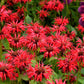 10 Panorama RED BEE BALM Monarda Didyma Oswego Tea Herb Flower Seeds