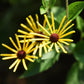 300 SWEET CONEFLOWER Rudbeckia Subtomentosa Yellow Black Eyed Susan Flower Seeds
