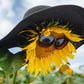 25 EBONY & GOLD SUNFLOWER Helianthus Annuus Flower Seeds