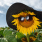 25 EBONY & GOLD SUNFLOWER Helianthus Annuus Flower Seeds