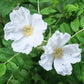 10 WHITE JAPANESE ROSE Rosa Rugosa Alba Bush Rugosa Rose Flower Seeds