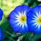 40 Dwarf BLUE FLASH MORNING GLORY Convolvulus Tricolor Violet Blue White & Yellow Flower Vine Seeds