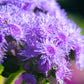 100 Dwarf BLUE MINK AGERATUM Houstonianum Fuzzy Double West Indies Flower Seeds