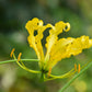 10 YELLOW GLORIOSA LILY Flame Lily Gloriosa Lutea Flower Vine Seeds