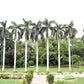 10 Florida ROYAL PALM Roystonea Regia Tree Houseplant Seeds