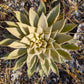 50 WEDDING CANDLES VERBASCUM Chaixii Album Mullein White Purple Flower Seeds