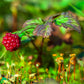 10 ARCTIC RASPBERRY Nagoonberry Rubus Arcticus Red Berry Fruit Bramble Seeds
