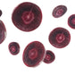 300 BLACK NEBULA CARROT Daucus Carota Root Vegetable Seeds