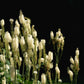 50 BLACK COHOSH Bugbane Actaea Racemosa Cimicifuga Bugbane Snakeroot Native White Shade Flower Herb Seeds