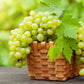 50 GREEN (Dessert / Table) GRAPE Vitis Vinifera Fruit Vine Seeds