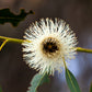 25 TASMANIAN Blue Gum TREE / EUCALYPTUS Globulus Flower Seeds