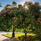 25 MIMOSA / Persian SILK TREE Albizia Julibrissin Seeds