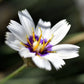25 WHITE CUPID'S DART Love Plant Catananche Caerulea Flower Seeds