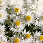100 PEARLY EVERLASTING Anaphalis Margaritacea Fragrant Butterfly Flower Seeds