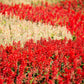 100 MIXED COLORS SALVIA Splendens Red Purple White Pink Sage Flower Seeds
