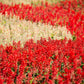 50 RED SALVIA Splendens St. John's Fire Scarlet Sage Flower Seeds