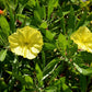 150 DWARF EVENING PRIMROSE ( Missouri Primrose / Ozark Sundrops ) Oenothera Macrocarpa syn. Missouriensis Native Yellow Flower Seeds