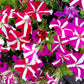 100 STAR MIX PETUNIA Mixed Colors Petunia Violacea Flower Seeds Red Blue Purple