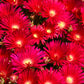 100 Gelato Bright RED ICE PLANT Mesembryanthemum Daisy Livingstone Flower Seeds
