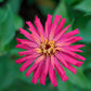 300 Burpeeana Giant Mix CACTUS FLOWERED ZINNIA Elegans Flower Seeds